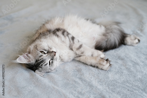 A beautiful Maine Coon cat lies in a blanket. Cute pet cat with long hair..