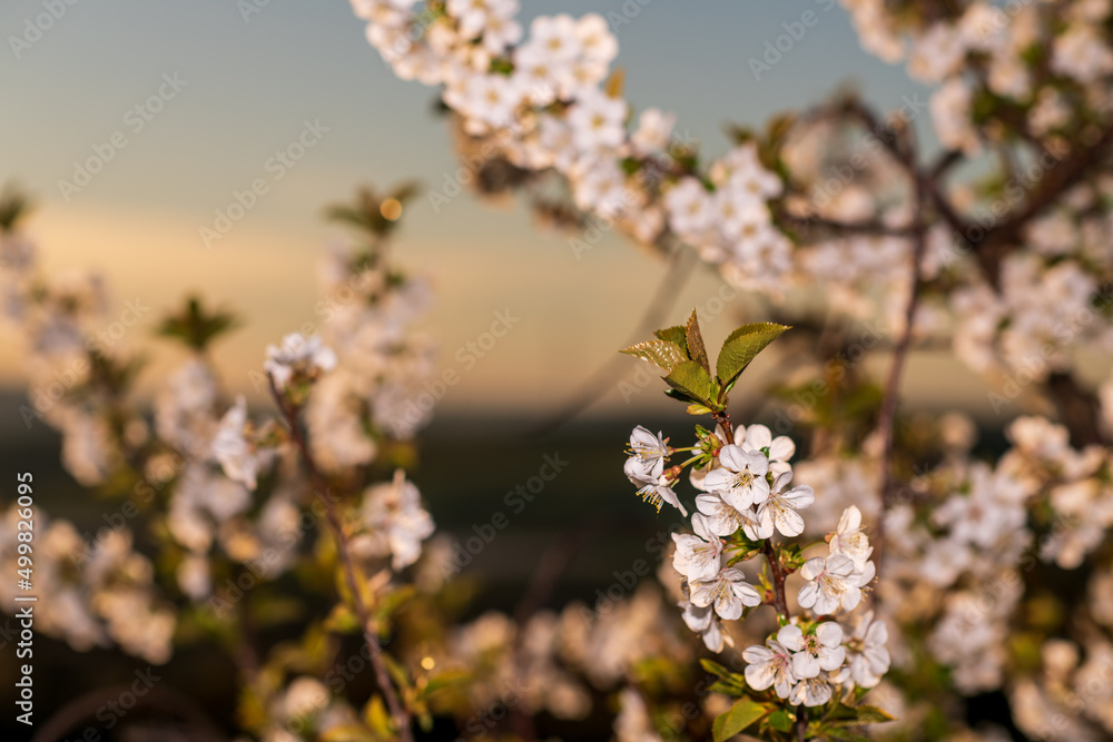blooming tree blooming tree