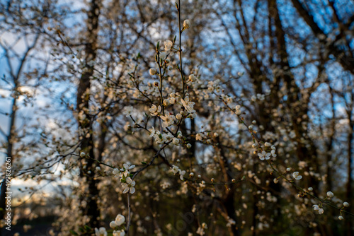 Fototapeta Naklejka Na Ścianę i Meble -  Białe wiosenne kwiaty, Wiosenne kwitnące drzewa, Kwitnące drzewa śliwki, Wiosenne kwiaty, Wczesna wiosna, wiosenna wegetacja, śliwki i mirabelki