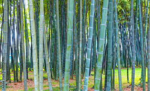 Bamboo forest background with green grass 