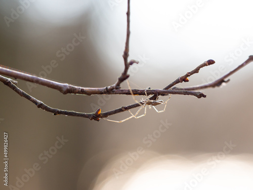 Silver stretch spider (Tetragnatha montana) on tree