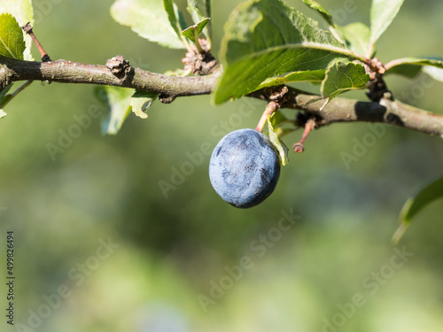 Sloe berry on blackthorn (Prunus spinosa). Thorny shrub in the rose family (Rosaceae) ripe purple fruit in autumn.