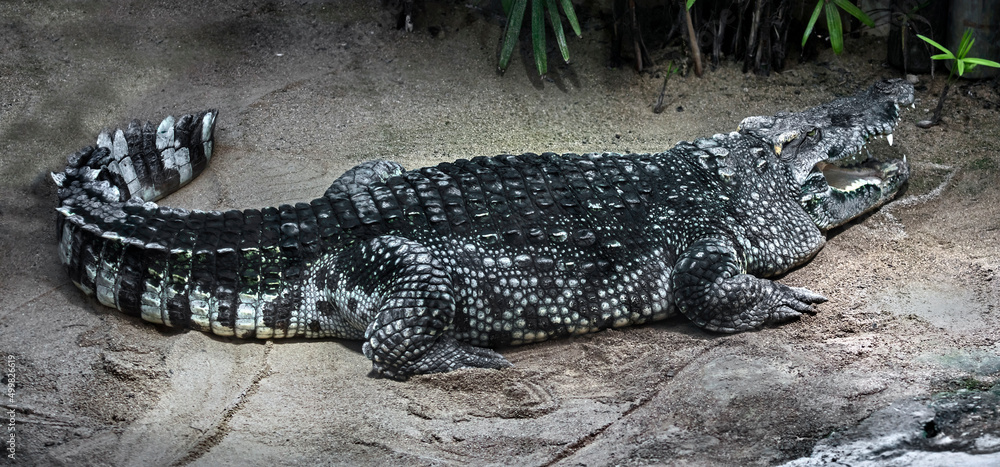 Obraz premium Siam crocodile on the sand. Latin name - Crocodylus siamensis 