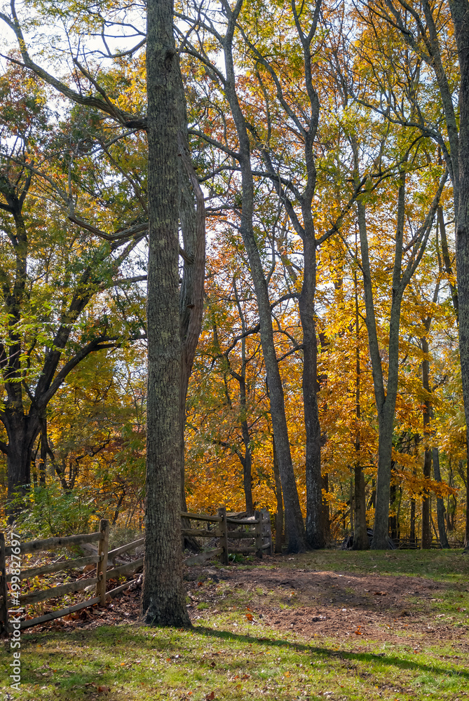 Naklejka premium Tall Fall