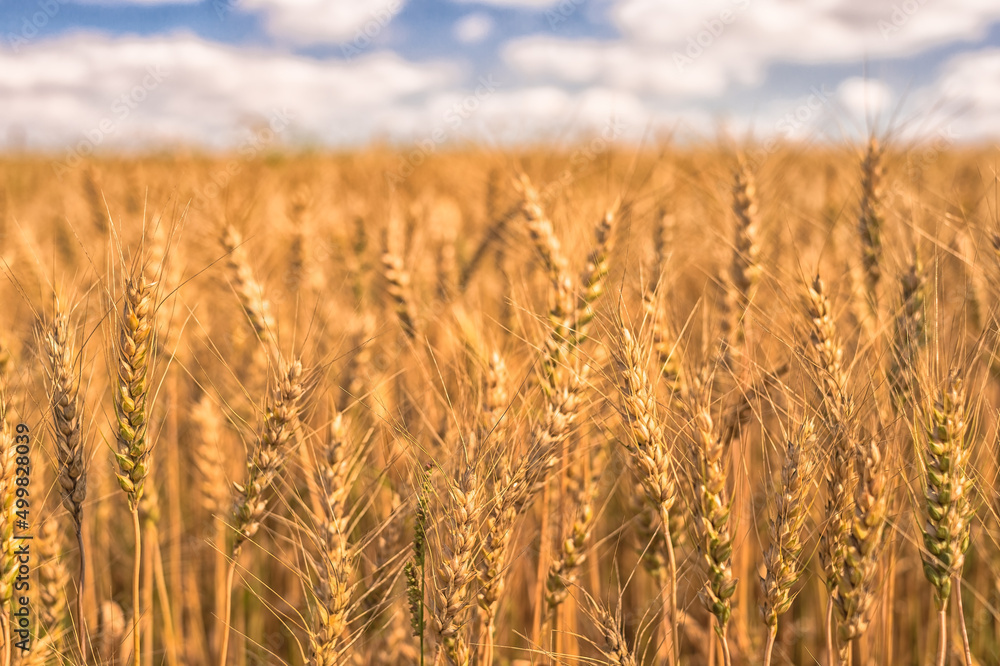 Wheat ears close-up on the background of a yellow field and a blue sky with clouds. Background