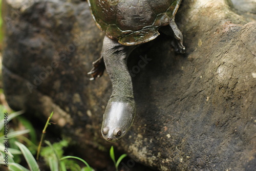 Snake-necked turtle is a critically endangered turtle species from Rote Island in Indonesia.