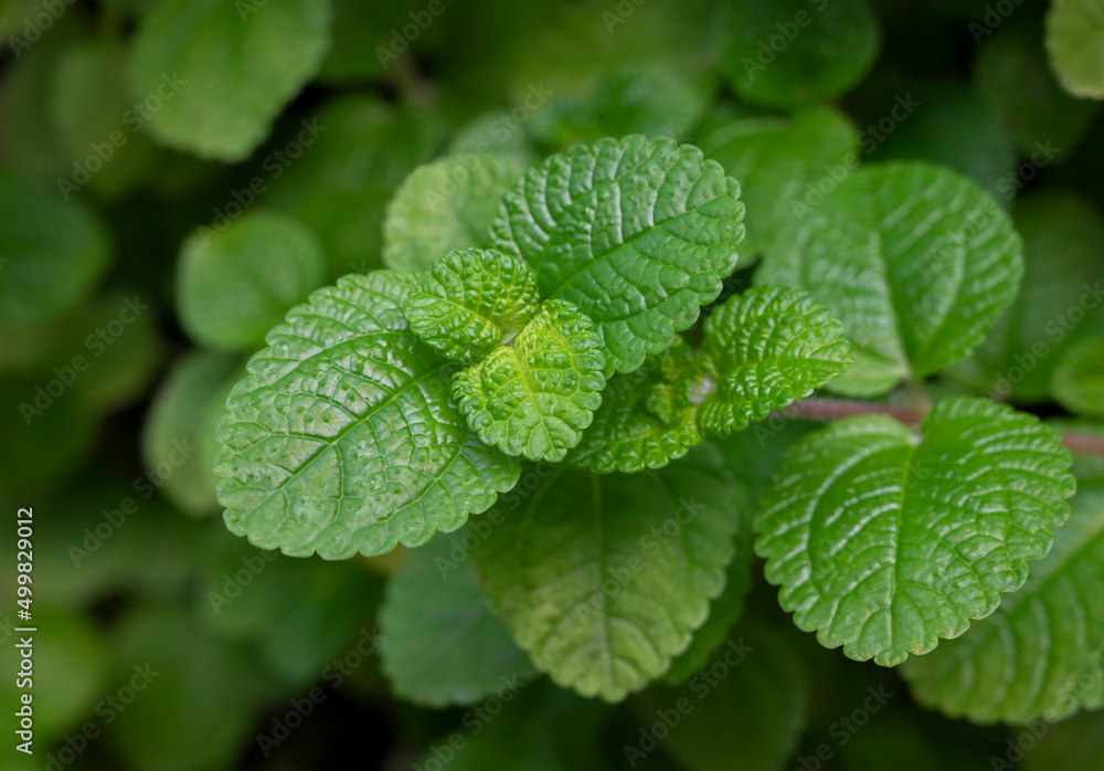 Natural green backgrounds of fresh spearmint leaves in the herbal garden. Organic fresh herb. Natural green backgrounds of fresh spearmint leaves in the herbal garden. Organic fresh herb.