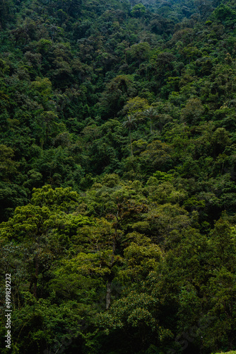 green tropical trees in the forest, artistic photo for backgrounds. vertical