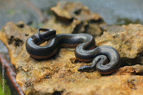 Rainbow Water Snake is a genus of slightly venomous, rear-fanged, snakes endemic to the tropical area of Indonesia-Australian region.