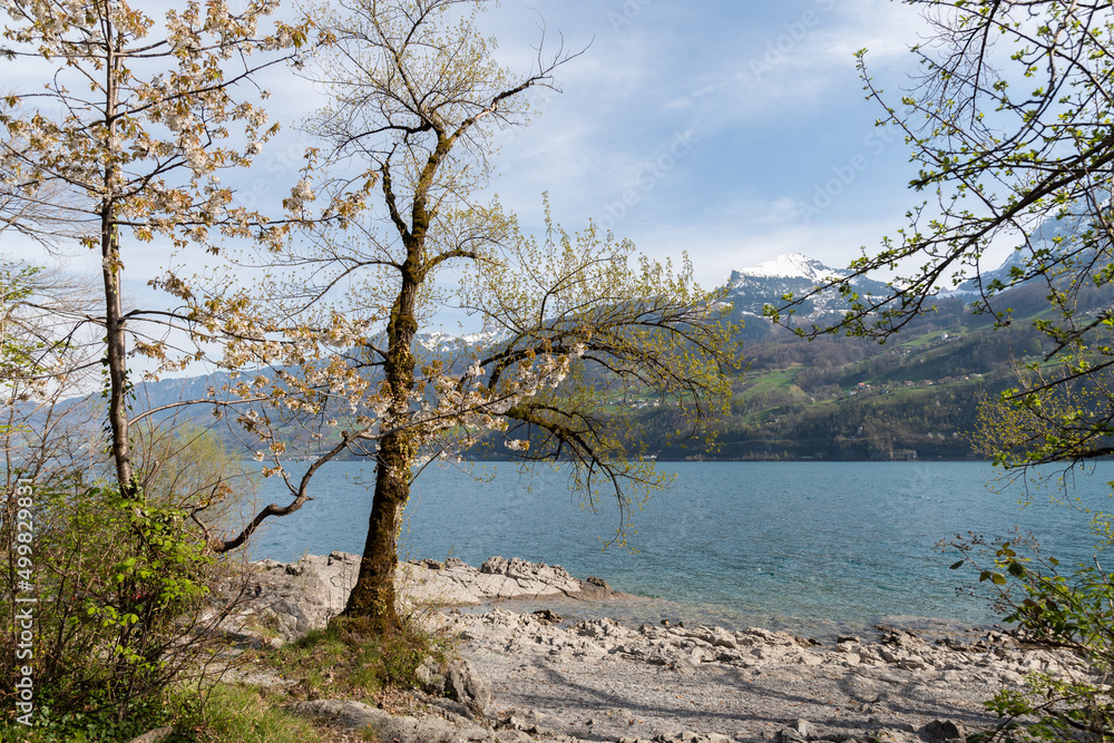 View over the lake Walensee and the alps in Weesen in Switzerland View over the lake Walensee and the alps in Weesen in Switzerland