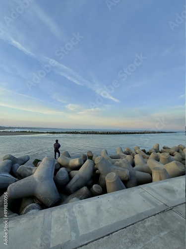 sea lions on the beach