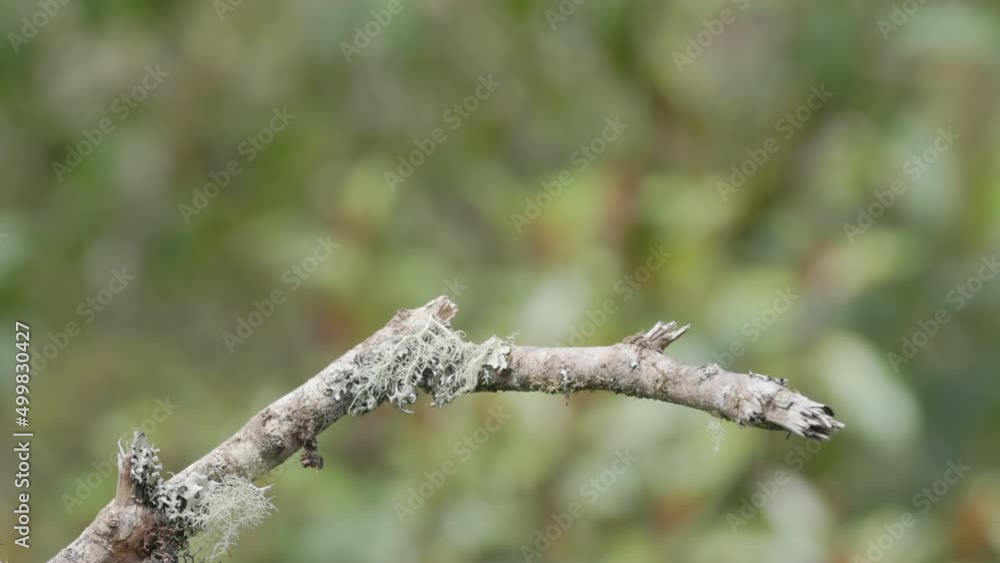 a slow motion front view of a volcano hummingbird female perching on a stick at a garden in the cloud forest of costa rica a slow motion front view of a volcano hummingbird female perching on a stick at a garden in the cloud forest of costa rica