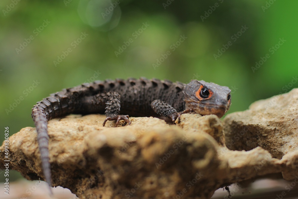 Red-eyed crocodile skink, is a species of skink that is sometimes kept as an exotic pet. The species is endemic to New Guinea, where it lives in a tropical rainforest habitat. Red-eyed crocodile skink, is a species of skink that is sometimes kept as an exotic pet. The species is endemic to New Guinea, where it lives in a tropical rainforest habitat.