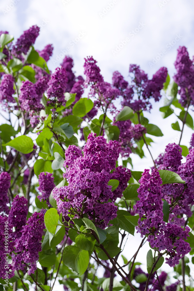 Bush of bright lilac (syringa) in the garden against the sky on a sunny day