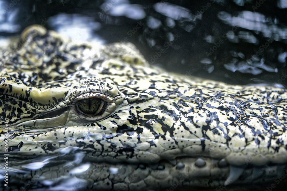 Fototapeta premium close up of an alligator