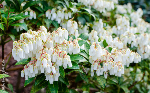 Photos Pieris japonica Gavotte is blooming in spring  in botany in Poland
