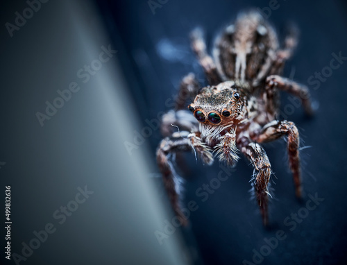 Fototapeta Pantropical Jumping Spider Plexippus paykulli macro close up photo
