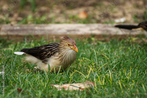 Guira bird happily in the nature photo