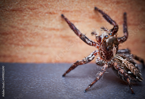 Pantropical Jumping Spider Plexippus paykulli macro close up photo