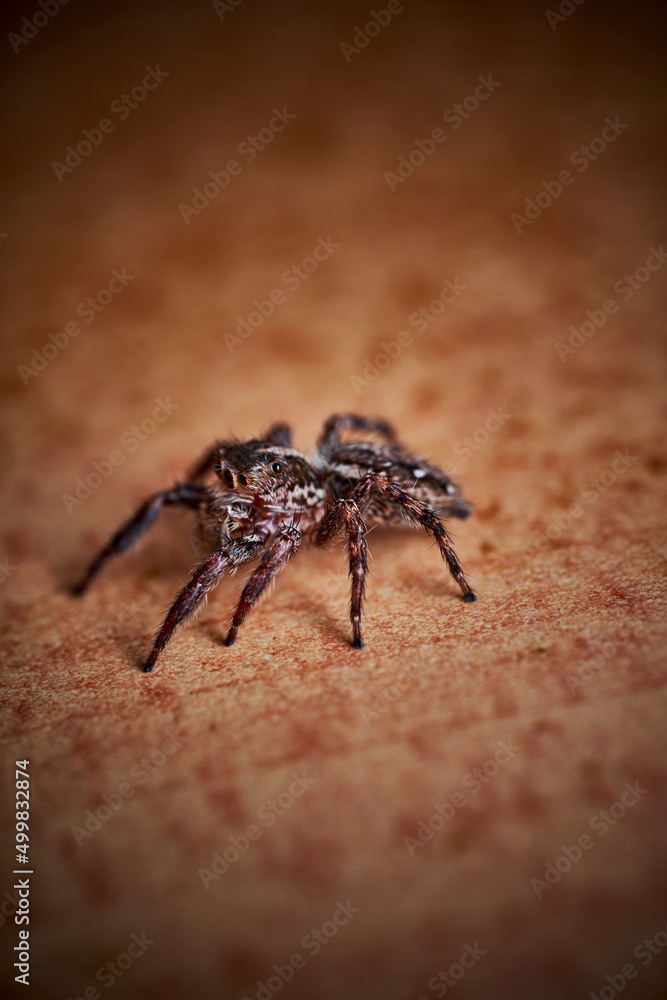 Pantropical Jumping Spider Plexippus paykulli macro close up photo Pantropical Jumping Spider Plexippus paykulli macro close up photo