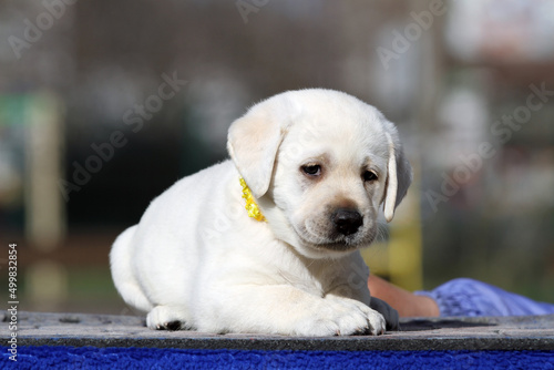 a sweet nice yellow labrador puppy on the blue background