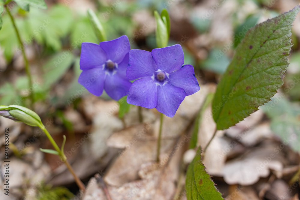 Vinca minor. Periwinkle, dwarf periwinkle, small periwinkle, common periwinkle. Is a species of flowering plant native to central and southern Europe Vinca minor. Periwinkle, dwarf periwinkle, small periwinkle, common periwinkle. Is a species of flowering plant native to central and southern Europe
