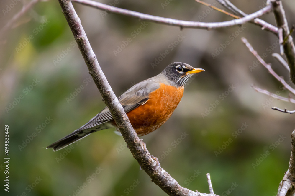robin on a branch robin on a branch
