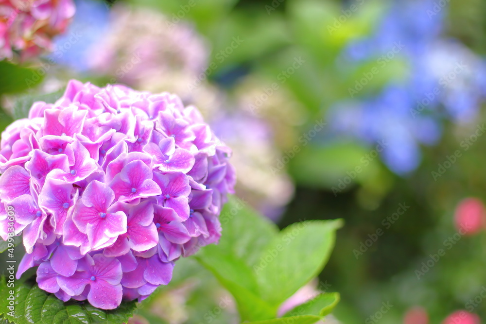 Beautiful pink hydrangea in a rainy day.  Flower in bloom in June.