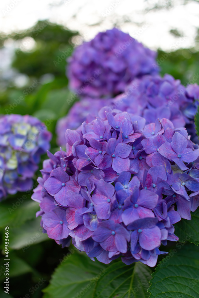 Beautiful blue hydrangea in a rainy day. Flower in bloom in June. Beautiful blue hydrangea in a rainy day. Flower in bloom in June.