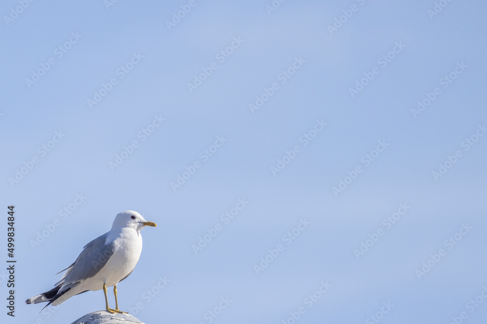 Obraz premium Seagull on a sky