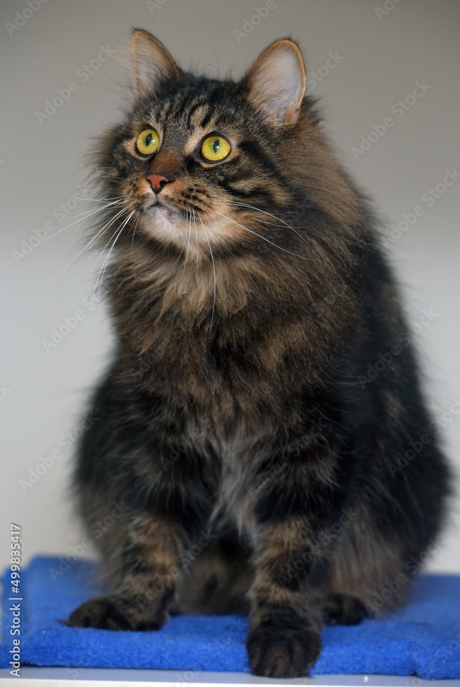 Siberian brown cat with yellow eyes Siberian brown cat with yellow eyes