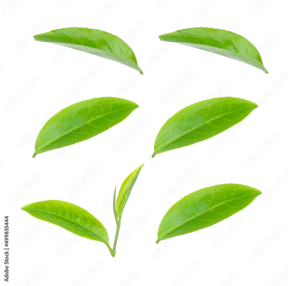 Green tea leaf collection isolated on white background Green tea leaf collection isolated on white background