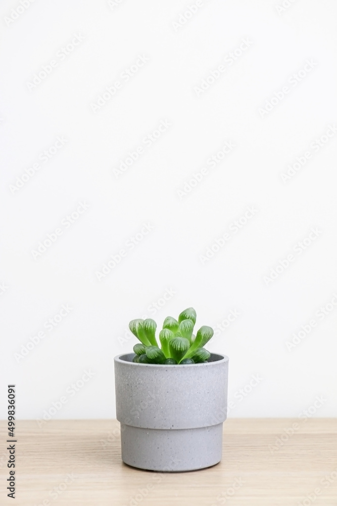 A distinctive tiny Haworthia cooperi plant in a small grey pot on wooden desk against white wall decorating home A distinctive tiny Haworthia cooperi plant in a small grey pot on wooden desk against white wall decorating home