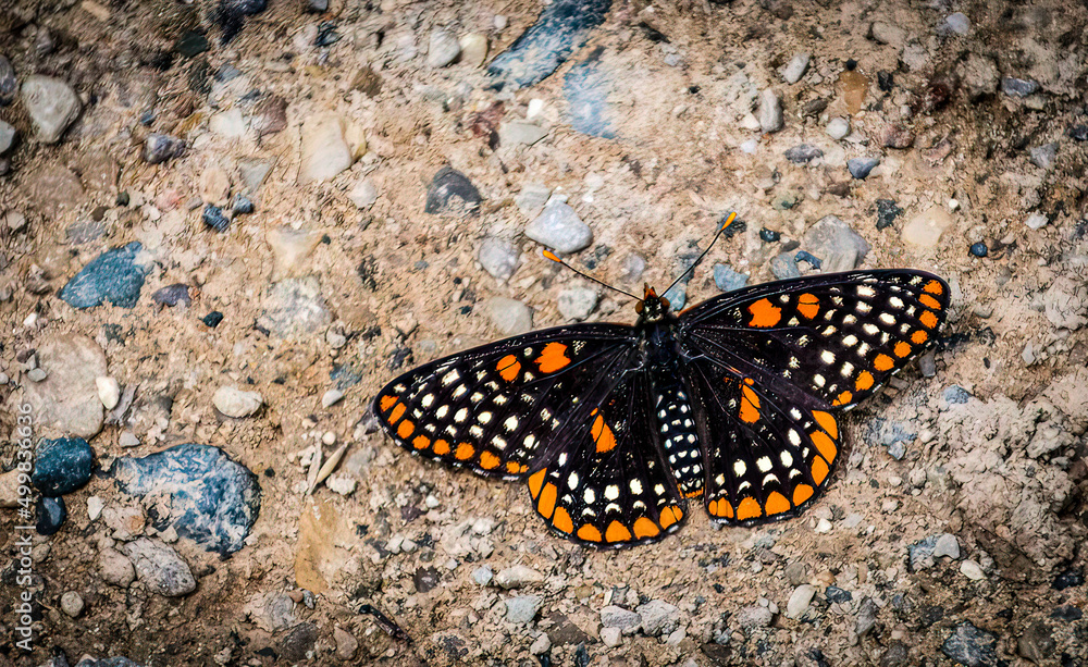 Baltimore Checkerspot Butterfly Baltimore Checkerspot Butterfly