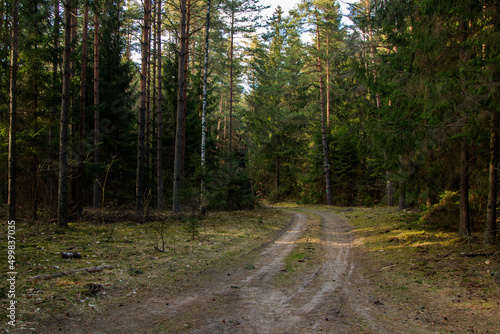 Droga przez las w kutach