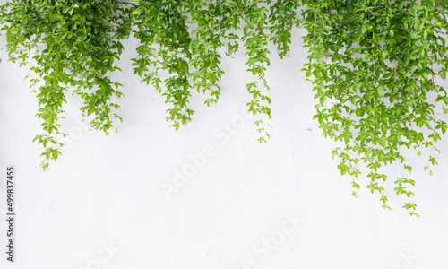 Fotografia Virginia creeper vine on white concrete wall background with copy space