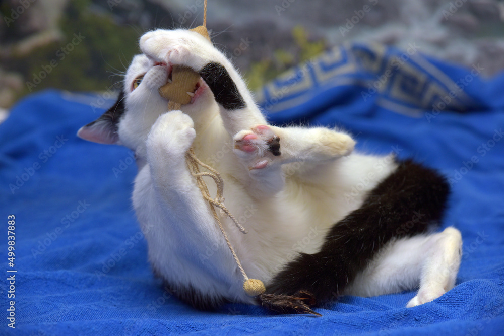 playful white and black cat, plays, catches playful white and black cat, plays, catches