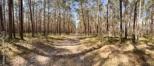 Fototapeta Naklejka Na Ścianę i Meble -  PANORAMA WIOSENNEGO LASU