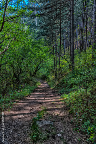 Fototapeta Naklejka Na Ścianę i Meble -  road with shadows from trees in the forest