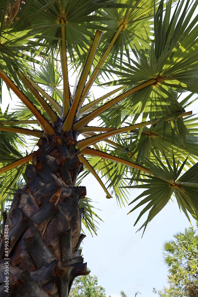 Fototapeta premium palm tree on the beach