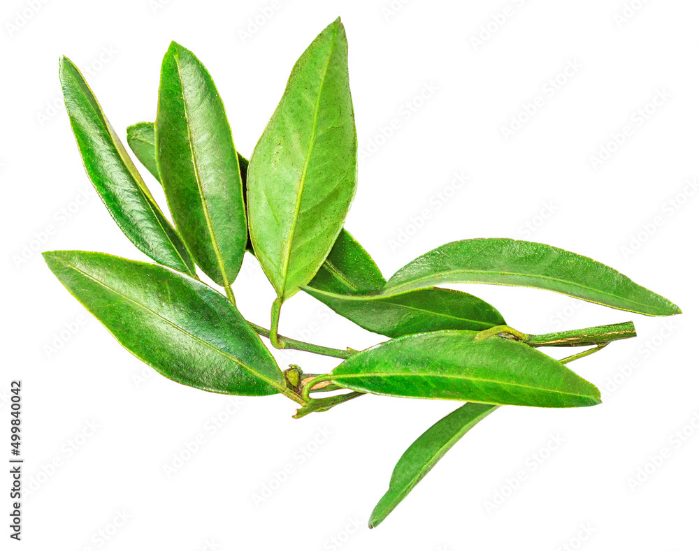 Green citrus leaves isolated on a white background. Fresh oranges leaves Top view. Flat lay