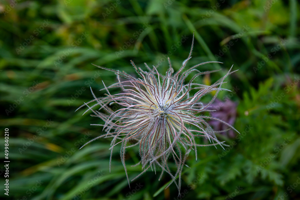 Pulsatilla alpina flower in mountains Pulsatilla alpina flower in mountains