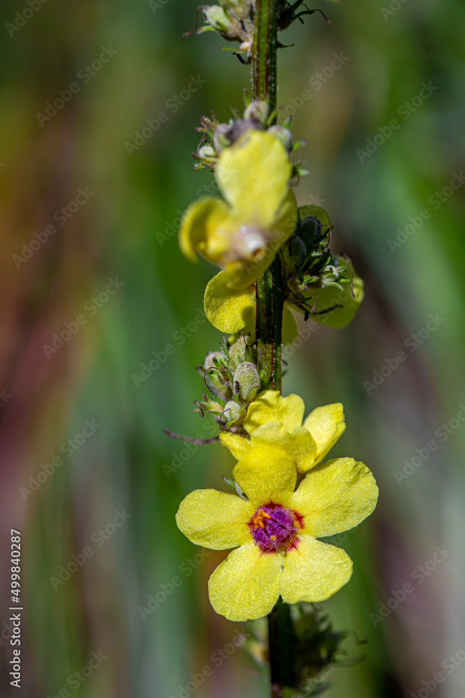 Verbascum nigrum flower growing in meadow Verbascum nigrum flower growing in meadow