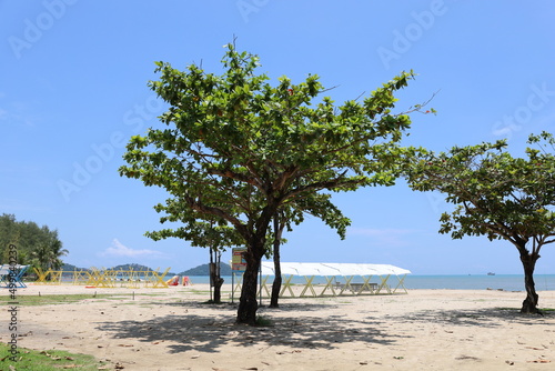 tree on the beach