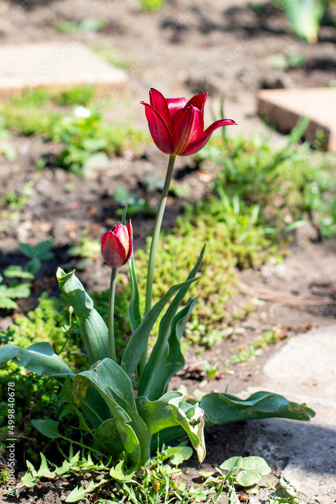 red tulip growing in spring garden on natural background red tulip growing in spring garden on natural background