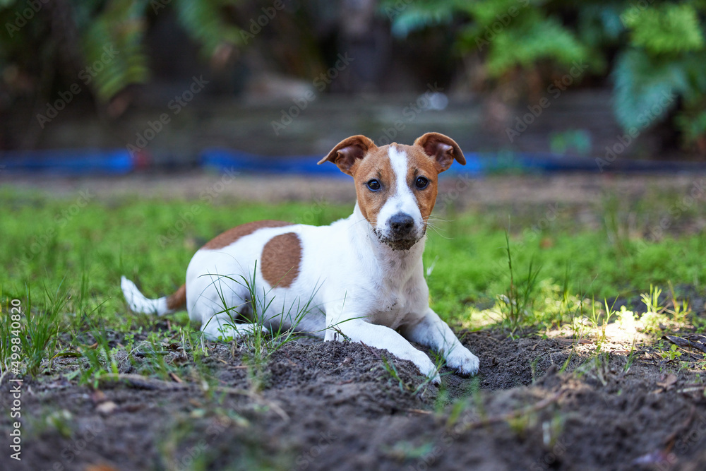 I love the grass on my skin. Full length shot of an adorable young Jack Russell sitting on the grass outside.