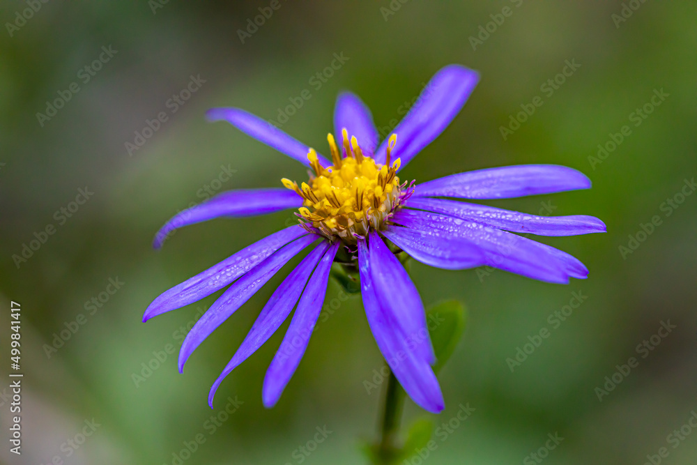 Fototapeta premium Aster amellus flower growing in mountains, close up shoot 