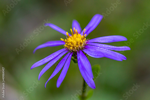 Aster amellus flower growing in mountains, close up shoot 