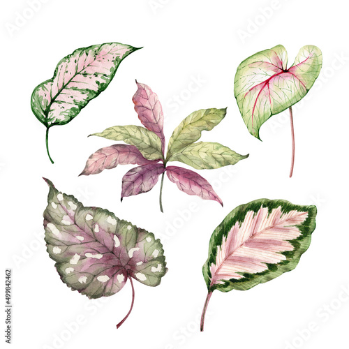 Tropical leaves botanical set  watercolor illustration.