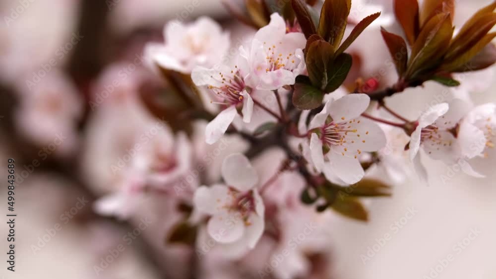 Cherry Blossom, Sakura Flower, Blossoming Cherry Tree In Full Bloom On Blue Sky Background, Beautiful Spring Flowers, Fresh Pink Flowers, Beauty Of Fresh Blossoms Petals
Cherry Blossom, Sakura Flower, Blossoming Cherry Tree In Full Bloom On Blue Sky Background, Beautiful Spring Flowers, Fresh Pink Flowers, Beauty Of Fresh Blossoms Petals